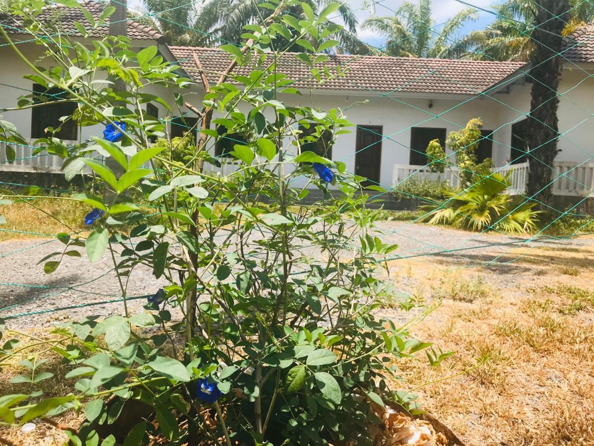 Palm Garden House Hotel Quang Tri Eksteriør billede